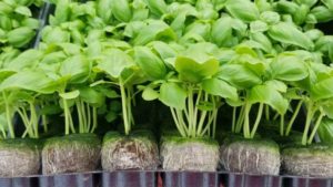 Sustainable Growing Solutions Coming in a Jiffy