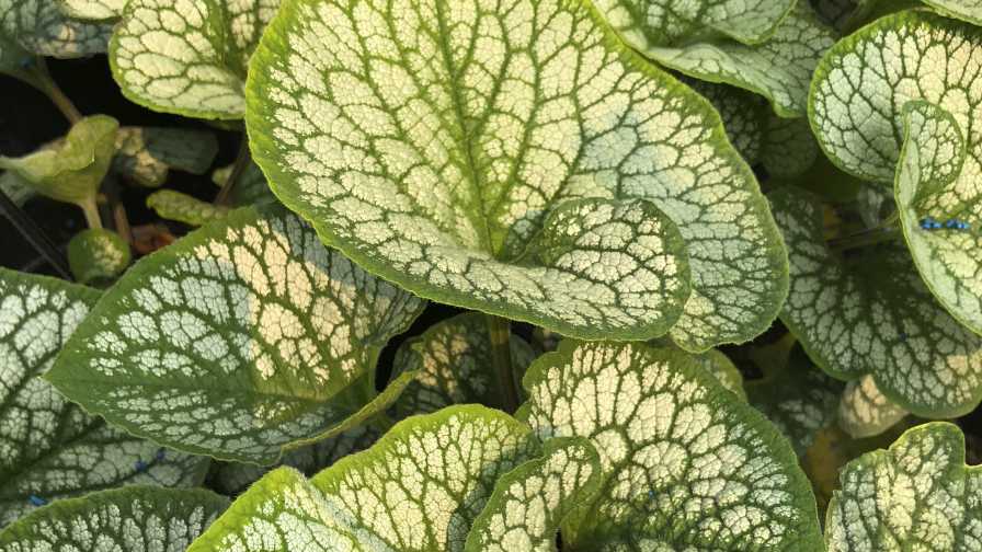 Brunnera foliage up close