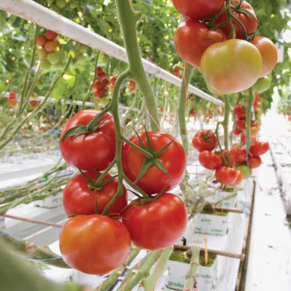 Climstar (Syngenta Vegetable Seeds)