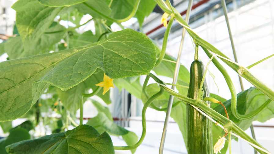greenhouse cucumbers
