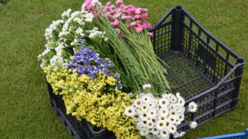 Why Cut Flower Growers Are United in Optimism