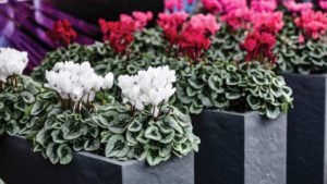 Morel Broadens Cyclamen Market Presence