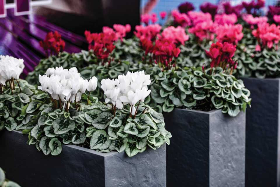 Cyclamen Metalis (Morel Diffusion)