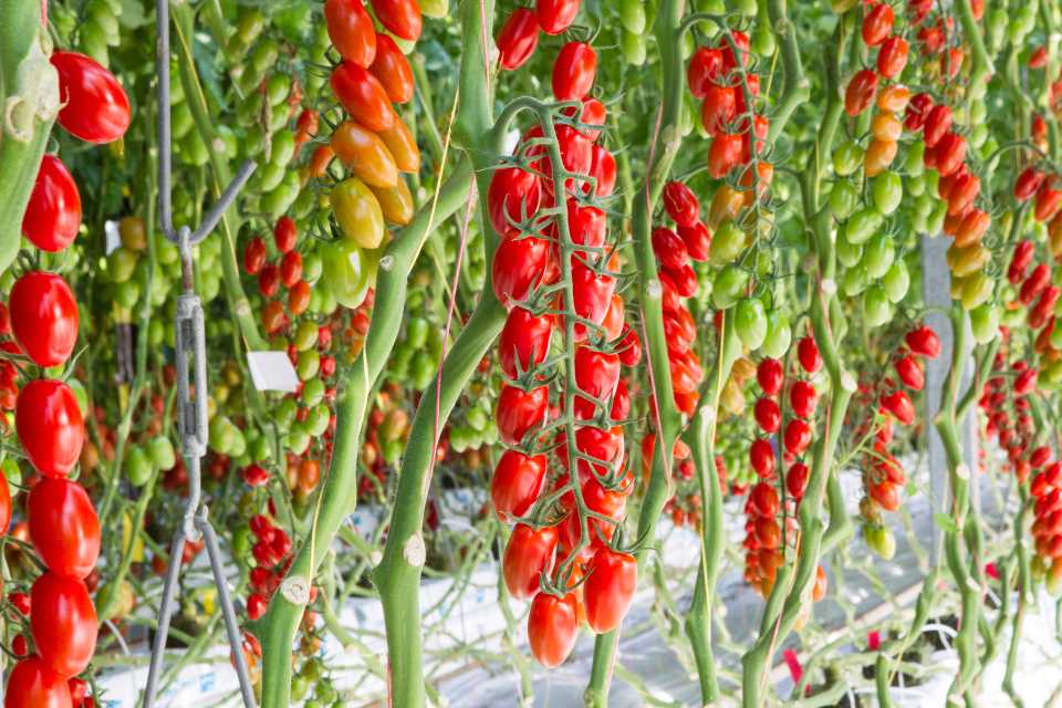 Delisher (De Ruiter, Seminis Vegetable Seeds) Prospera