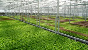 8 Trends Shaping the Greenhouse Structures Industry