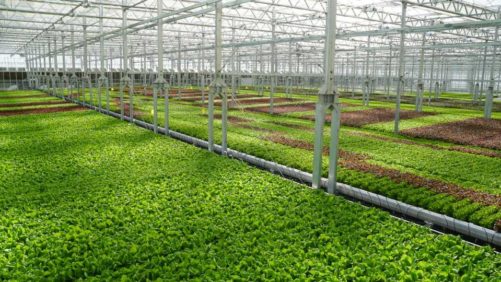 8 Trends Shaping the Greenhouse Structures Industry