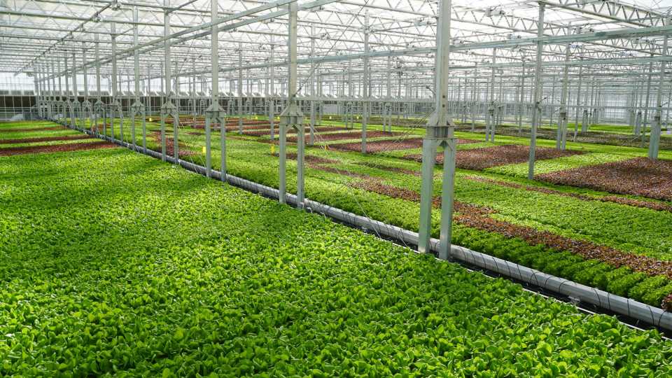 Hypdroponic lettuce from Gotham Greens