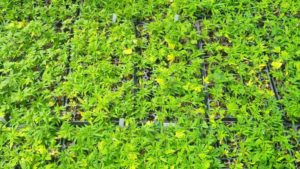 USDA Gives OK to Hemp Production in New Jersey