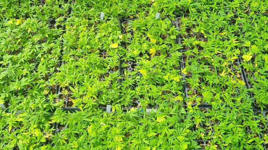 Hemp Plants in New Jersey michigan hemp