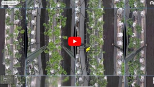 What Illumitex’s Shift to Artificial Intelligence Means for the Future of Horticulture
