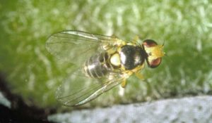 Leafminer