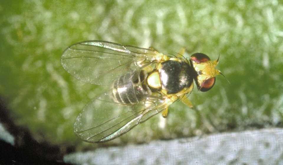 Leafminer