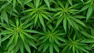 Cannabis Legalization Gets Support From a Prime Tech Giant