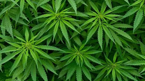 3 Tips That Will Reduce Your Cannabis Carbon Footprint