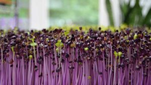 How Lighting Affects Microgreens Production