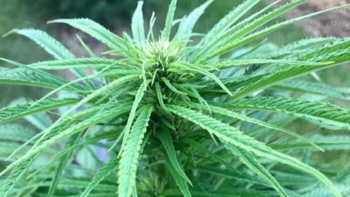 USDA Launches New Weekly Hemp Report