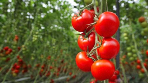 How Biostimulants Can Help Crops Withstand Drought and Heat Conditions