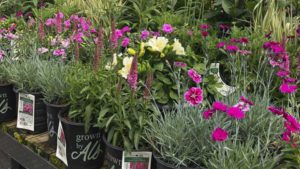 Perennial Plant Association Offering Hybrid Grower Event in 2021