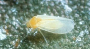 Silverleaf whitefly