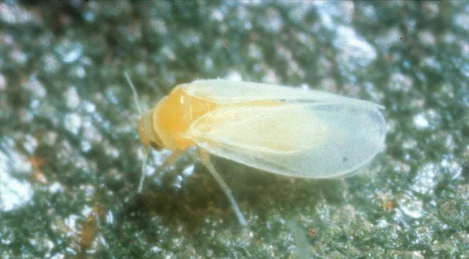 Silverleaf Whitefly