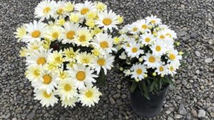 Hydrofarm Acquires House & Garden, Increasing Its Plant Nutrient Lines