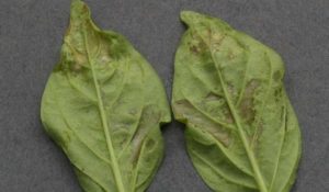 Western Flower Thrips