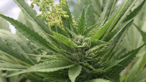 Looking for a Model for Education on Sustainability? Here’s One From the Cannabis Industry