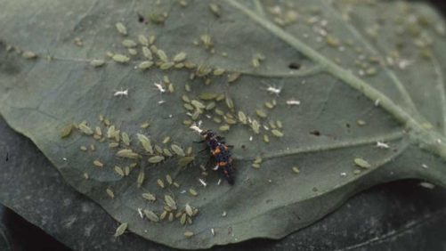 Top Pests to Monitor in Greenhouse Peppers