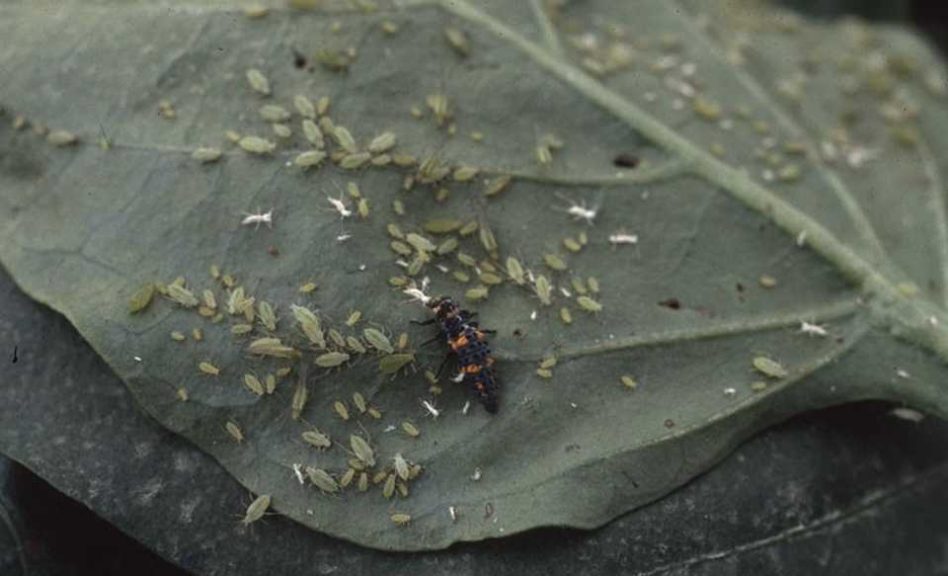 How to Conquer the Most Common Chili Pepper Pests in the Greenhouse -  Greenhouse Grower