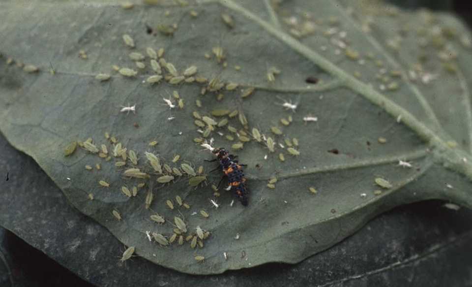 Green peach aphids on chili pepper leaf