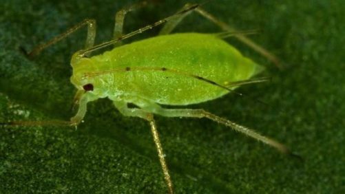 How to Conquer the Most Common Chili Pepper Pests in the Greenhouse