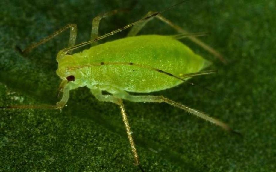 How to Conquer the Most Common Chili Pepper Pests in the Greenhouse -  Greenhouse Grower