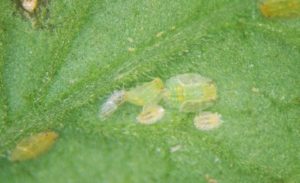 Tomato Psyllid 