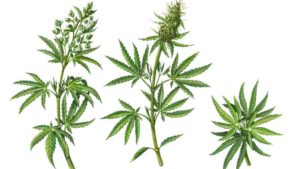 Pruning Greenhouse Cannabis: 3 Tips for Cultivators