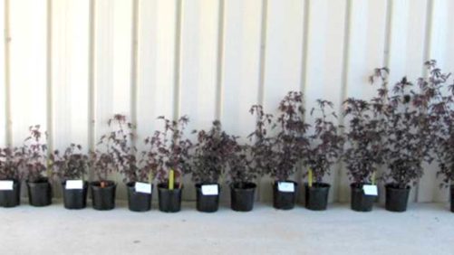 Ways to Use Moisture Sensors to Automate Greenhouse Irrigation