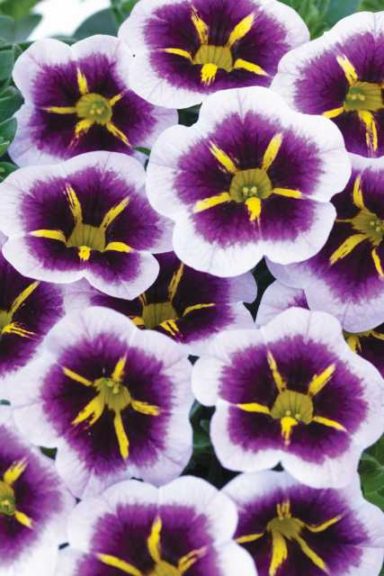 Calibrachoa ‘Calitastic Aubergine Star’ (Westhoff)