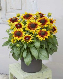 Echibeckia ‘Summerina Sizzling Sunset’ (Pacific Plug & Liner)