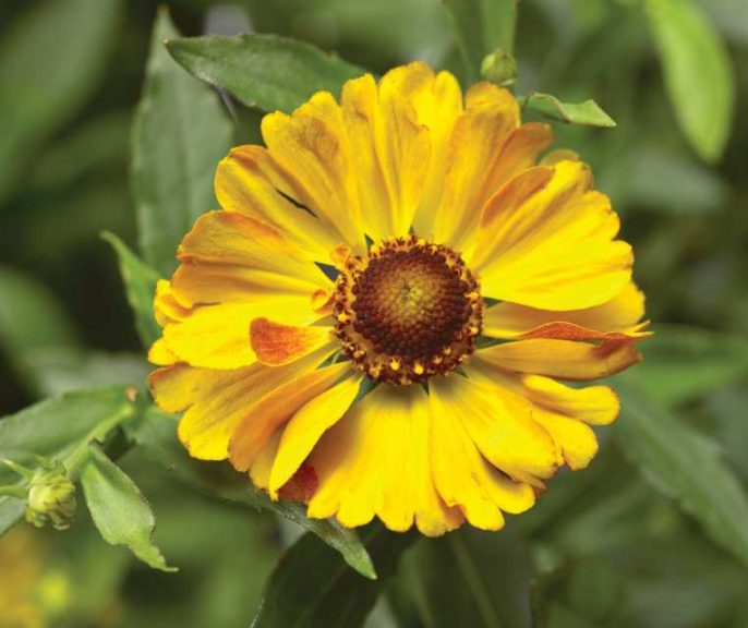 Helenium ‘HayDay’ (Syngenta Flowers/ThinkPlants)