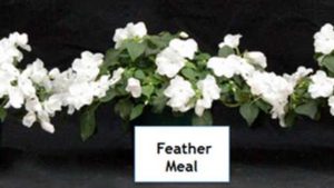 Organic Root Media and Fertilizer: Making the Switch From Conventional Work for You