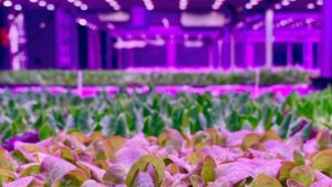 How the Produce Supply Chain Can Become Even Stronger After COVID-19