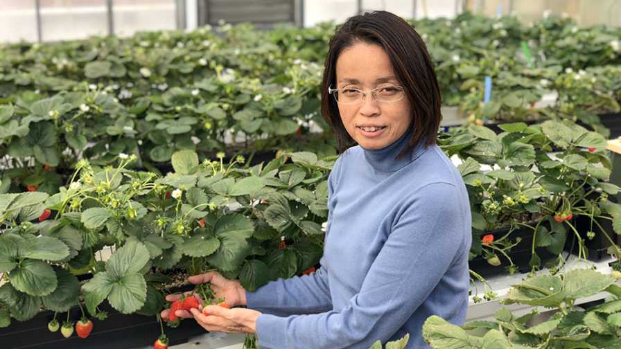 The Inside Scoop on Why Greenhouse Strawberries are Trending
