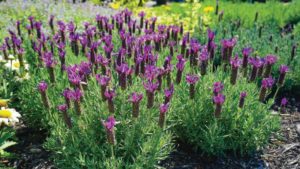 Perennial Plant Foundation Accepting Applications for 2024 Scholarships