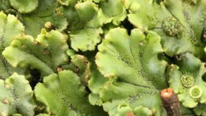 Tips on Managing Liverwort in Your Greenhouse