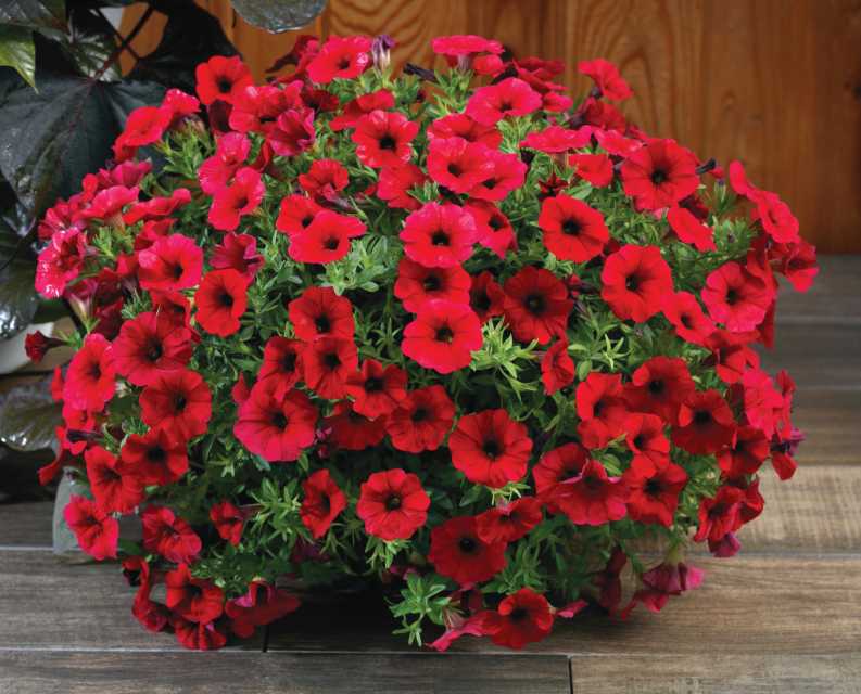 Petchoa Royal Red (Sakata Ornamentals)