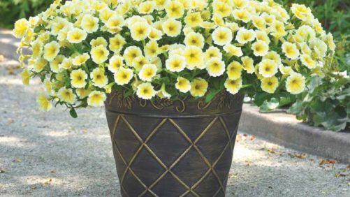 New Petunias, Calibrachoa, and Hot-Weather Annuals You Can Find at CAST This Year
