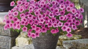 Top Ball Horticultural SimulCAST20 New Variety Highlights
