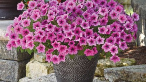 Top Ball Horticultural SimulCAST20 New Variety Highlights