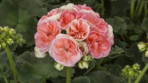 Spring Means New Varieties; Ball Fills Gloeckner Orders; Cultivate Goes Virtual