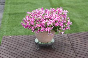 Petunia ‘Surfinia’ (Suntory Flowers)