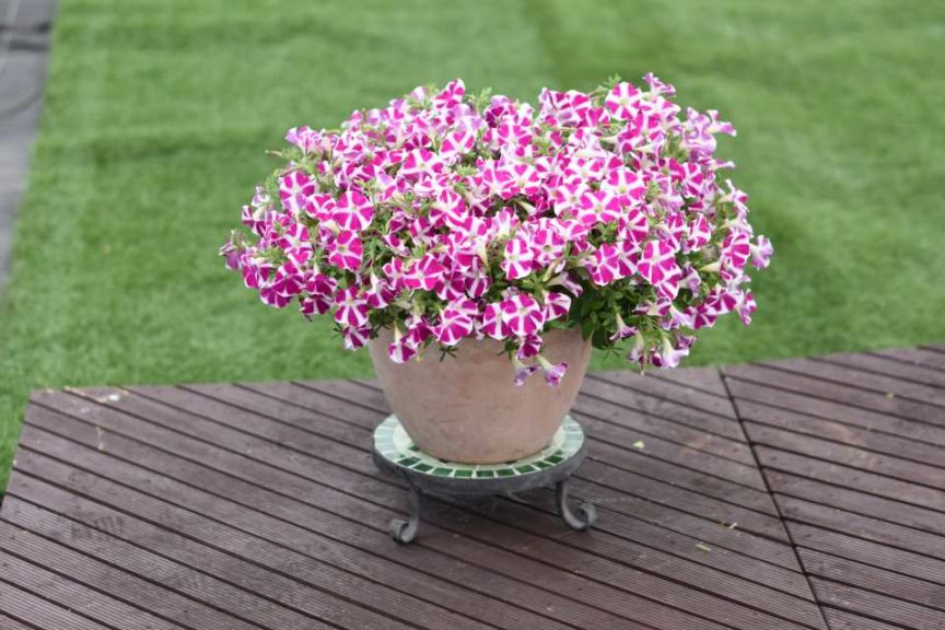 Petunia ‘Surfinia’ (Suntory Flowers)